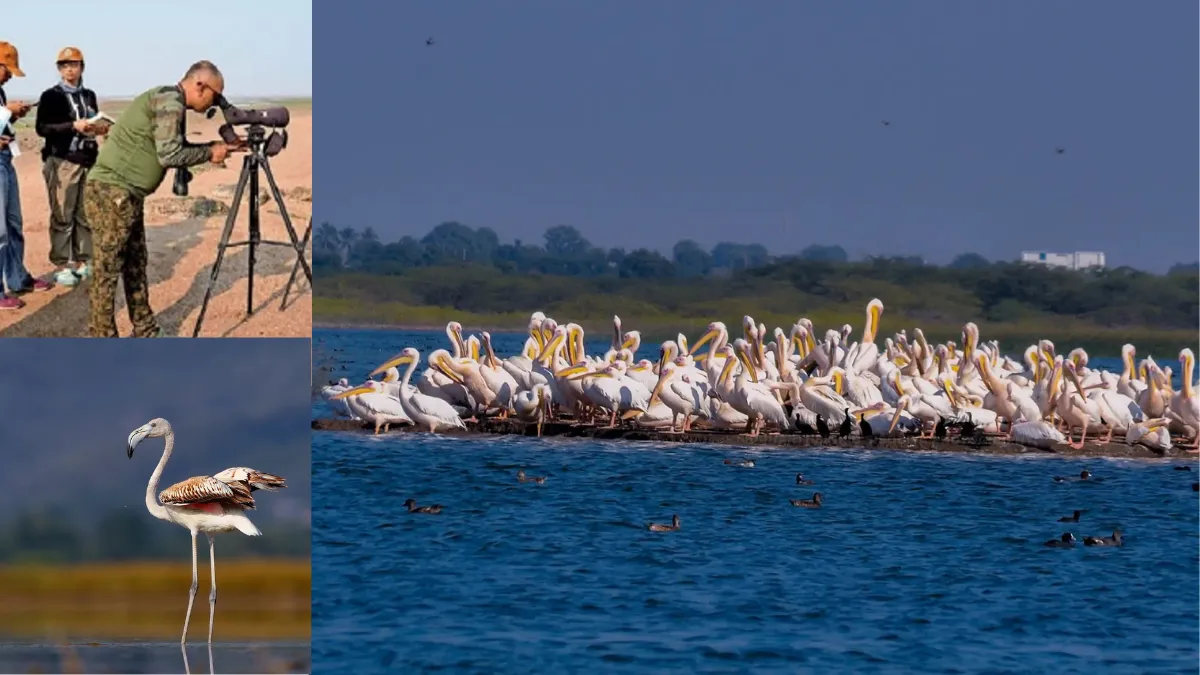 Khijadiya Bird Sanctuary