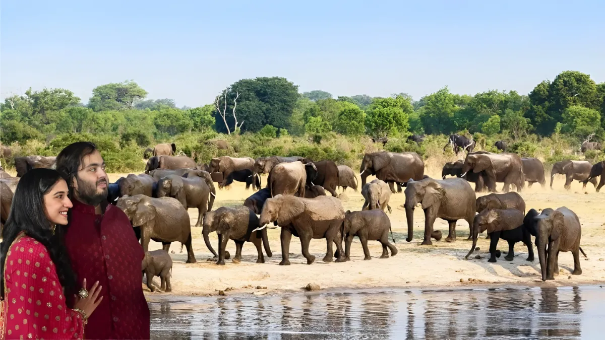 Vantara animal rescue
