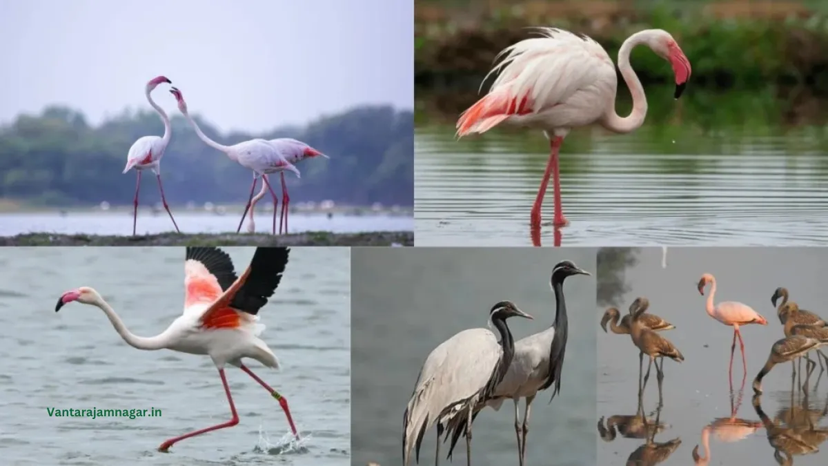 Khijadiya Bird Sanctuary, Jamnagar