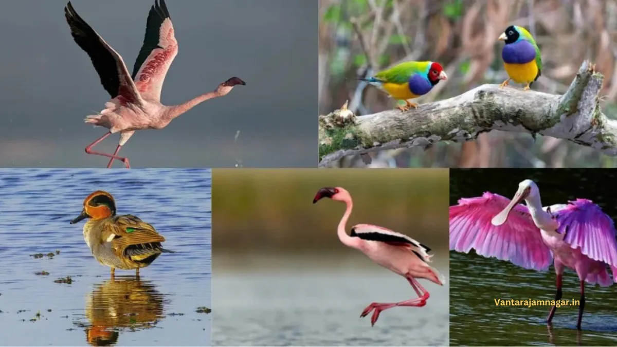 Khijadiya Bird Sanctuary, Jamnagar