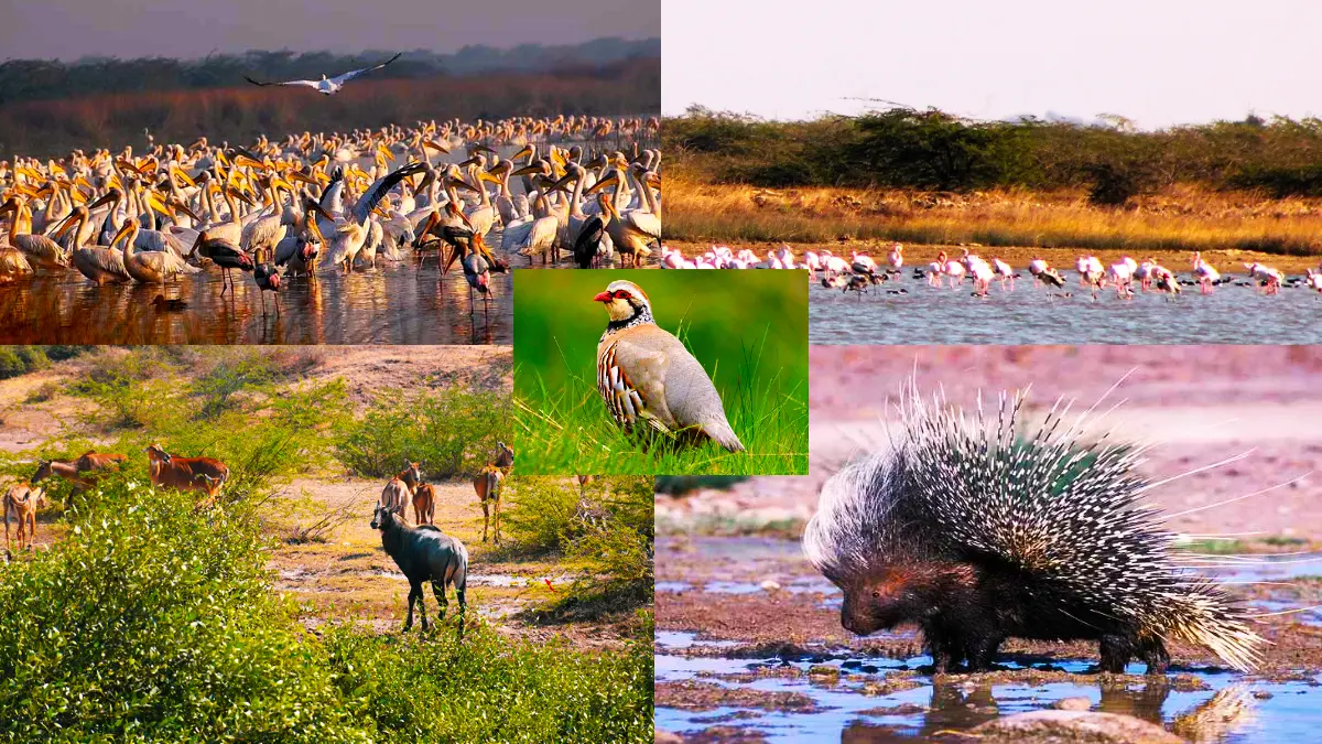 Gaga Wildlife Sanctuary