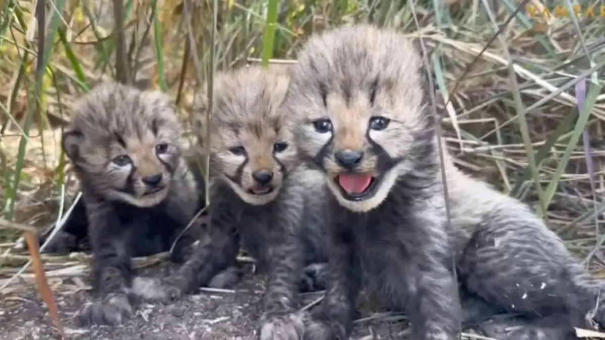 Five cheetah cubs born at Vantara in Jamnagar