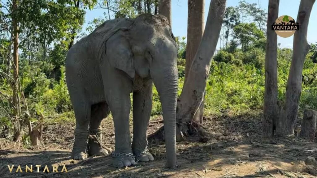 Vantara Animal Rescue Centre Jamnagar