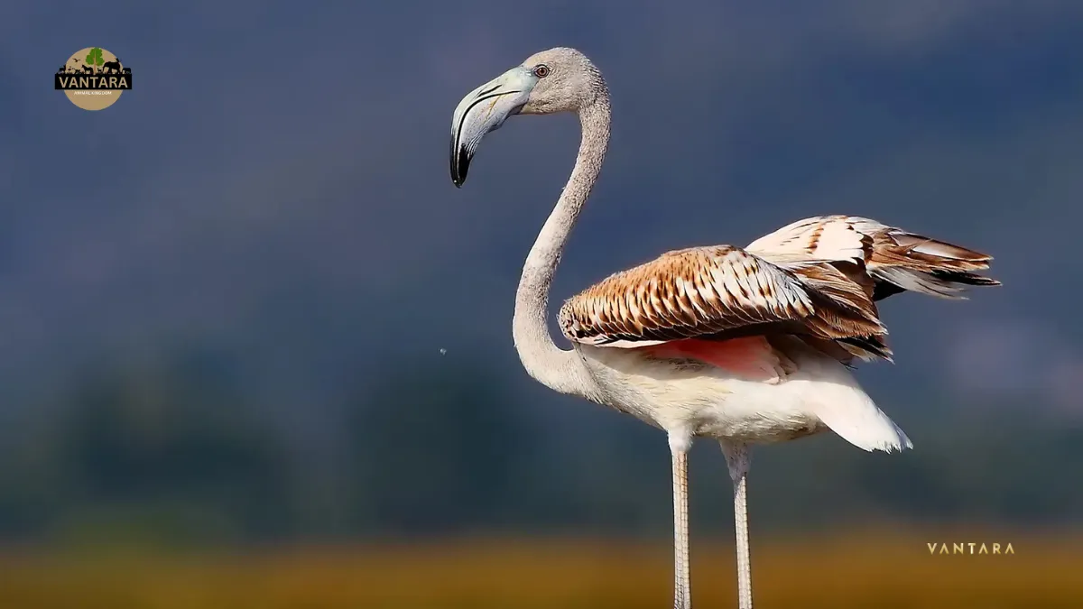 Khijadiya Bird Sanctuary