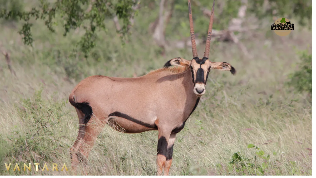 Vantara zoo jamnagar