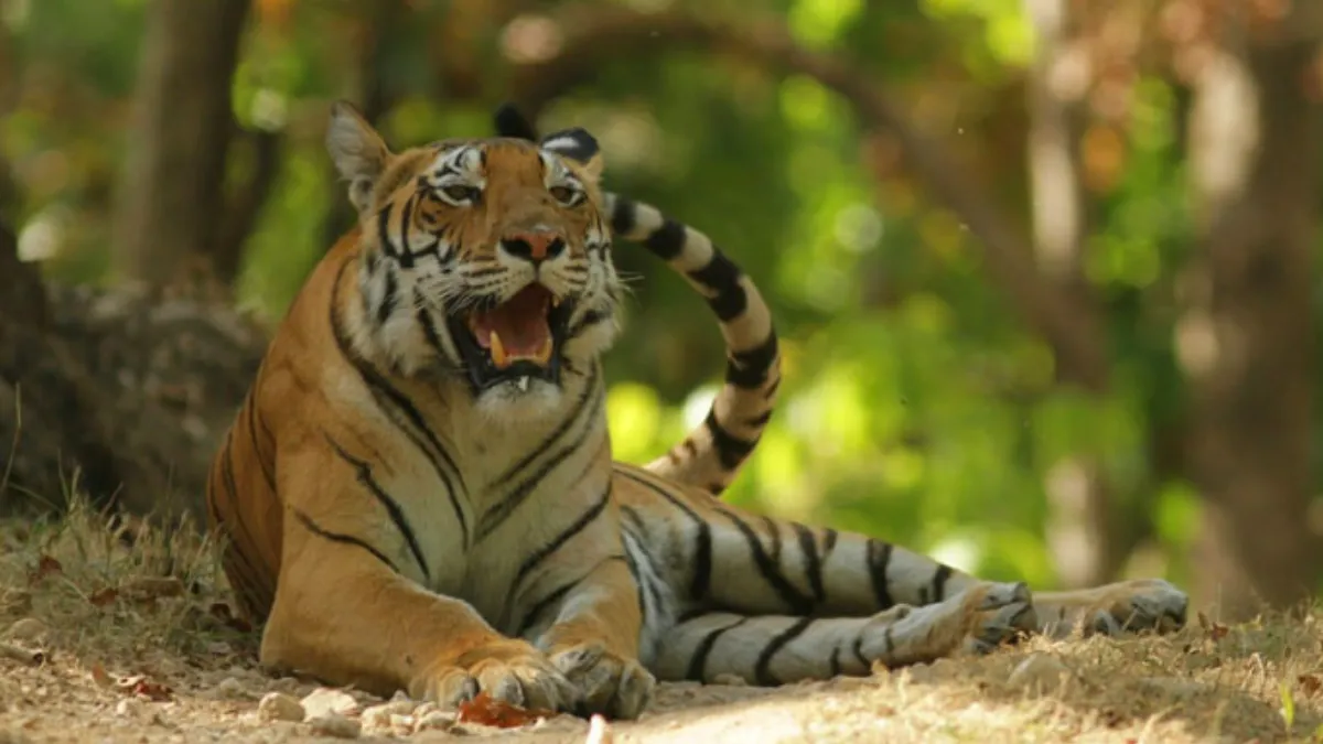 Vantara Zoo