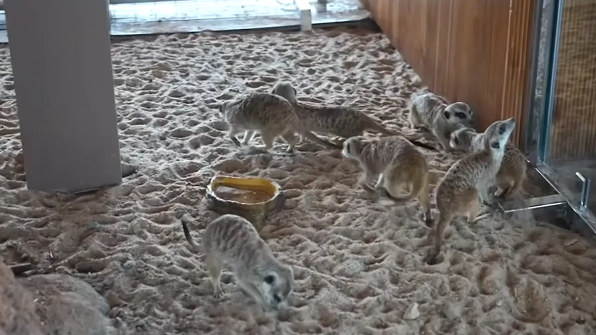 vantara zoo