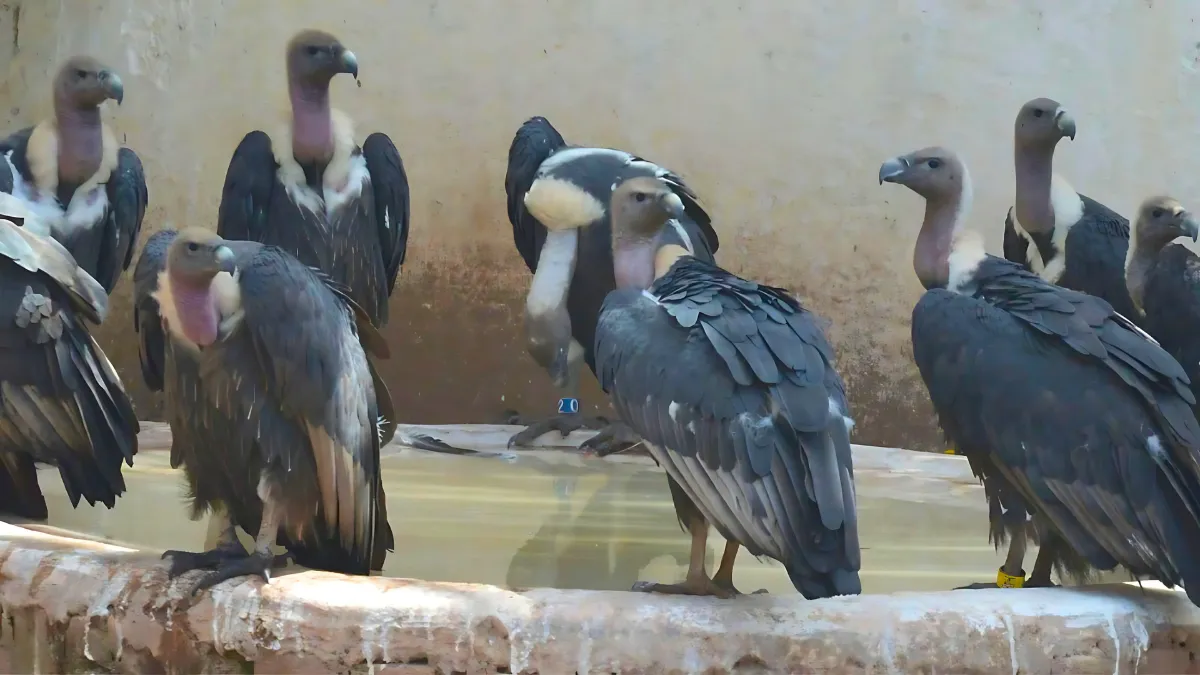 34 injured vultures from Haryana to Maharashtra