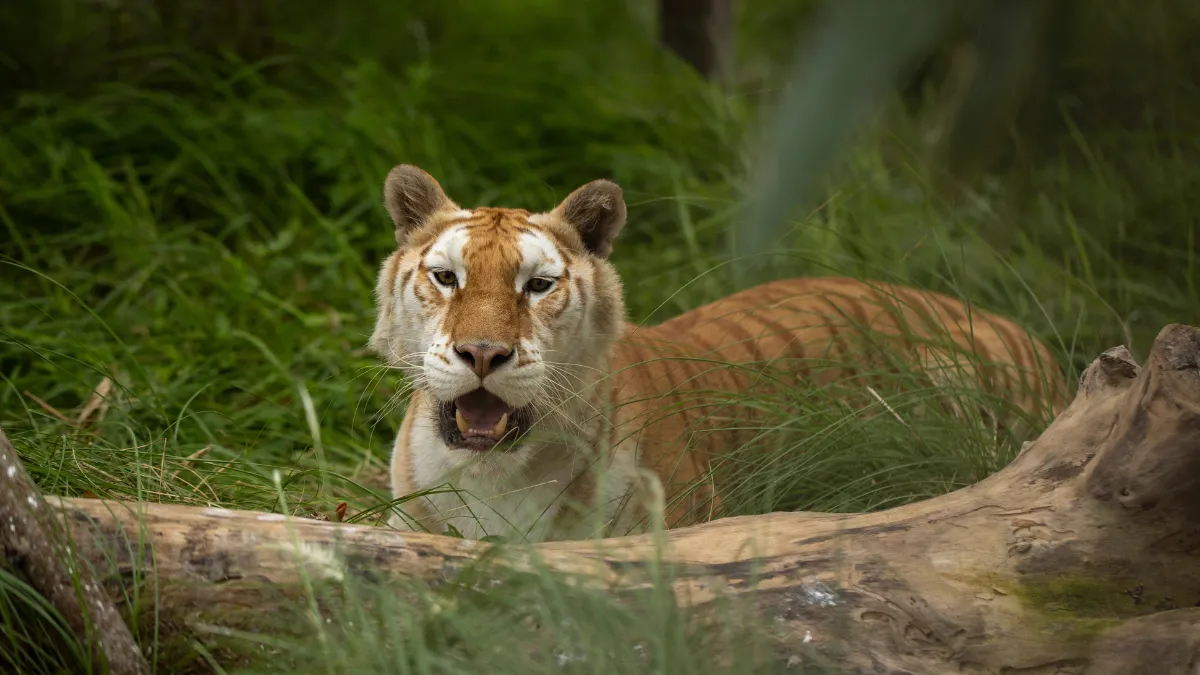 वंतारा