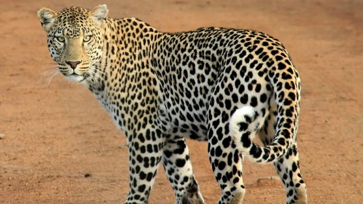 Animals in Vantara Jamnagar
