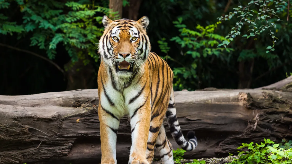 Animals in Vantara Jamnagar