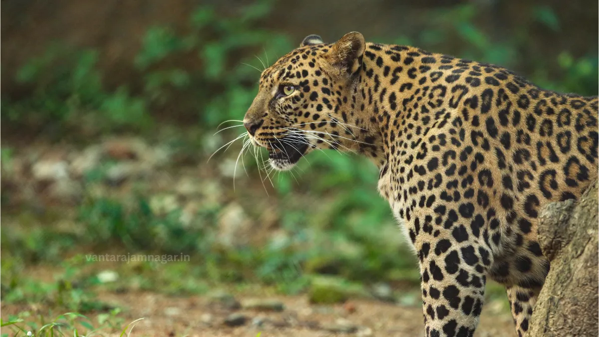 Vantara Rescue Center Gujarat