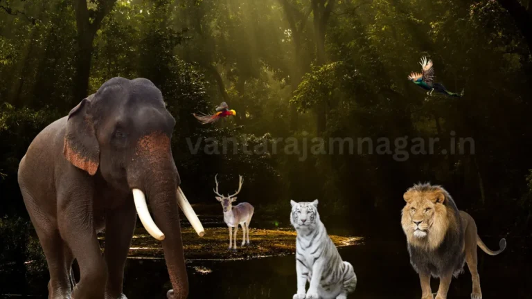 Ambani Zoo