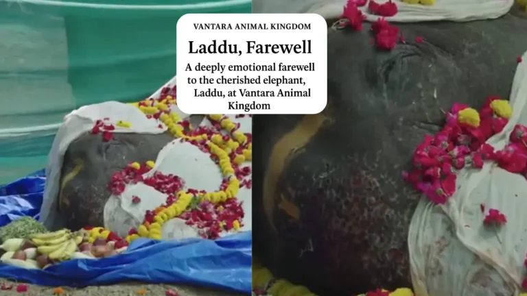 Vantara Animal Kingdom