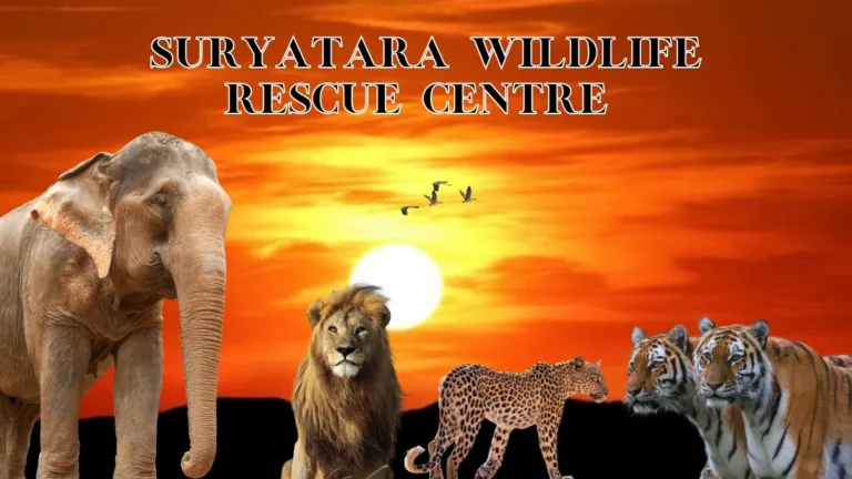 Suryatara Wildlife Rescue Centre Maharashtra