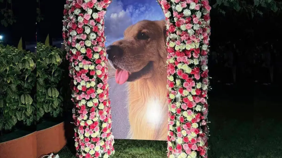 Beloved Pet Dog Happy Passes