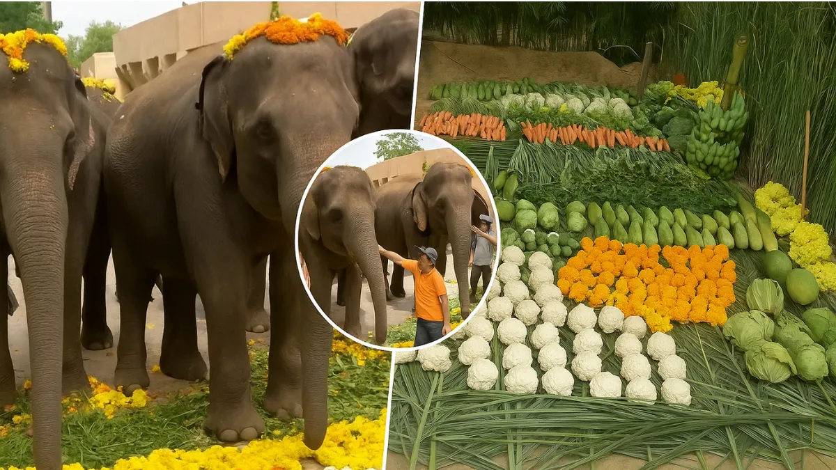 Reliance Foundation animal welfare