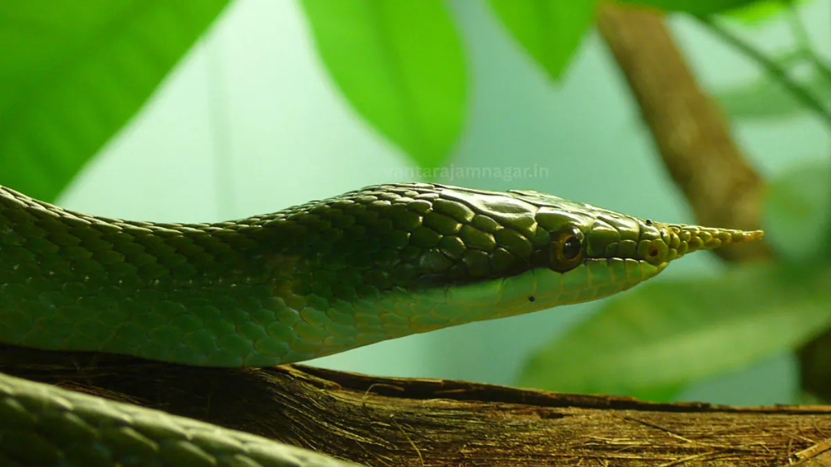 Vantara zoo