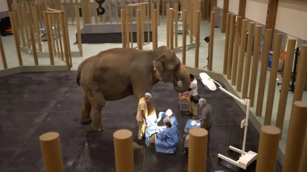 Vantara Animal Rescue