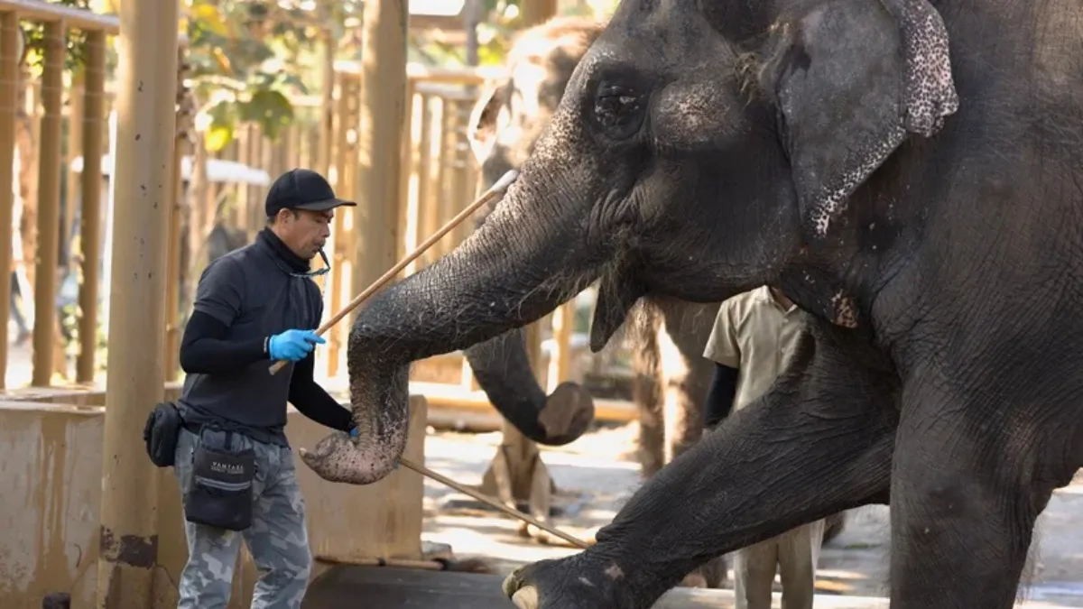 Vantara Animal Rescue