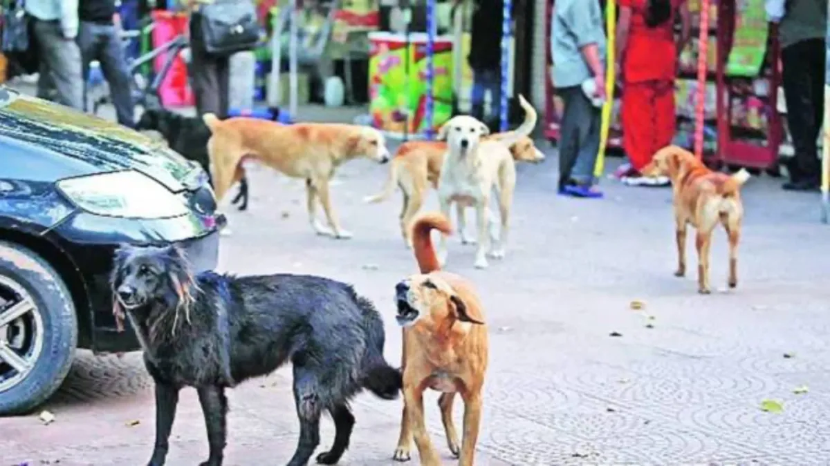 Bengal Schools May Start Feeding Stray Dogs to Sensitise Students