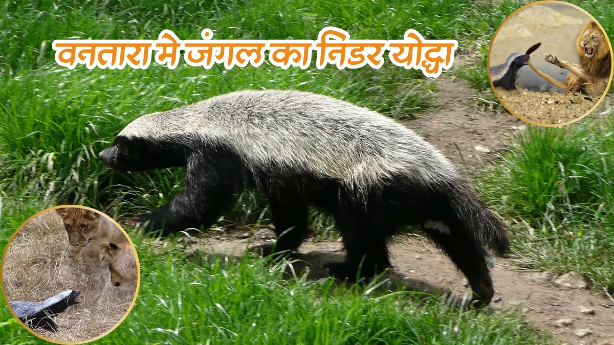 Honey Badger Facts