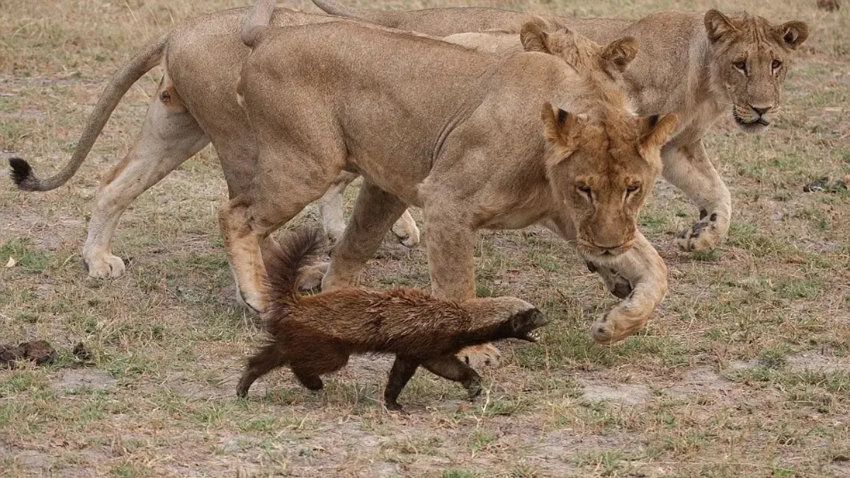 Honey Badger Facts