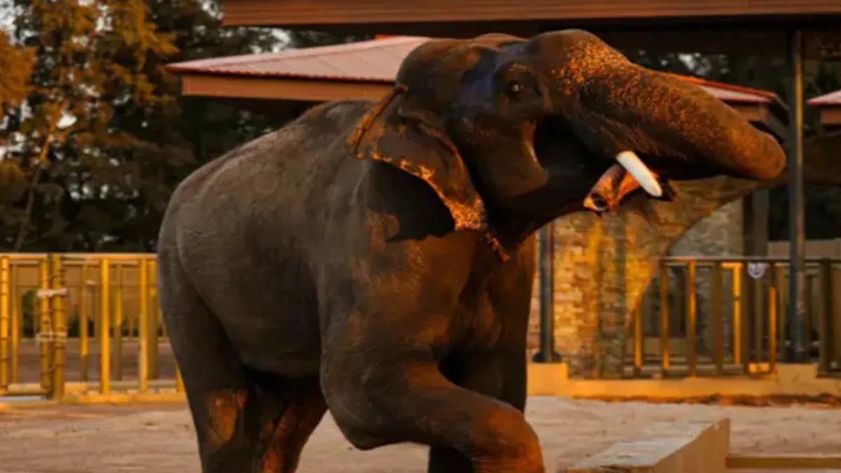Vantara to Care for Elephants