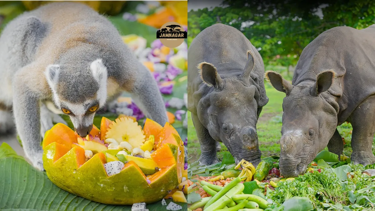 Special Treat For Animals At Vantara