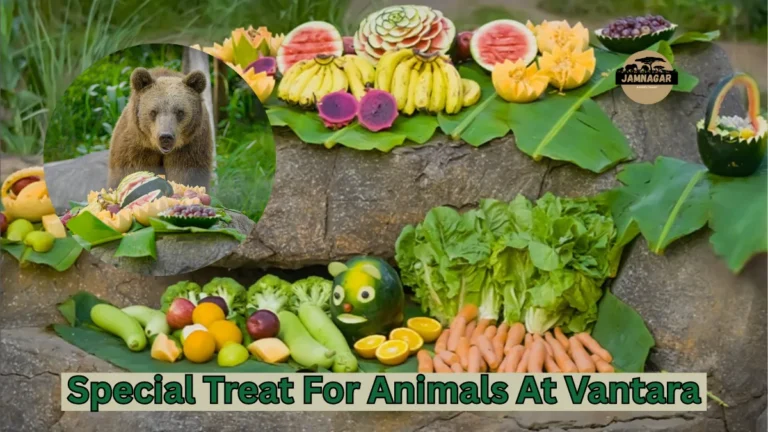 Special Treat For Animals At Vantara