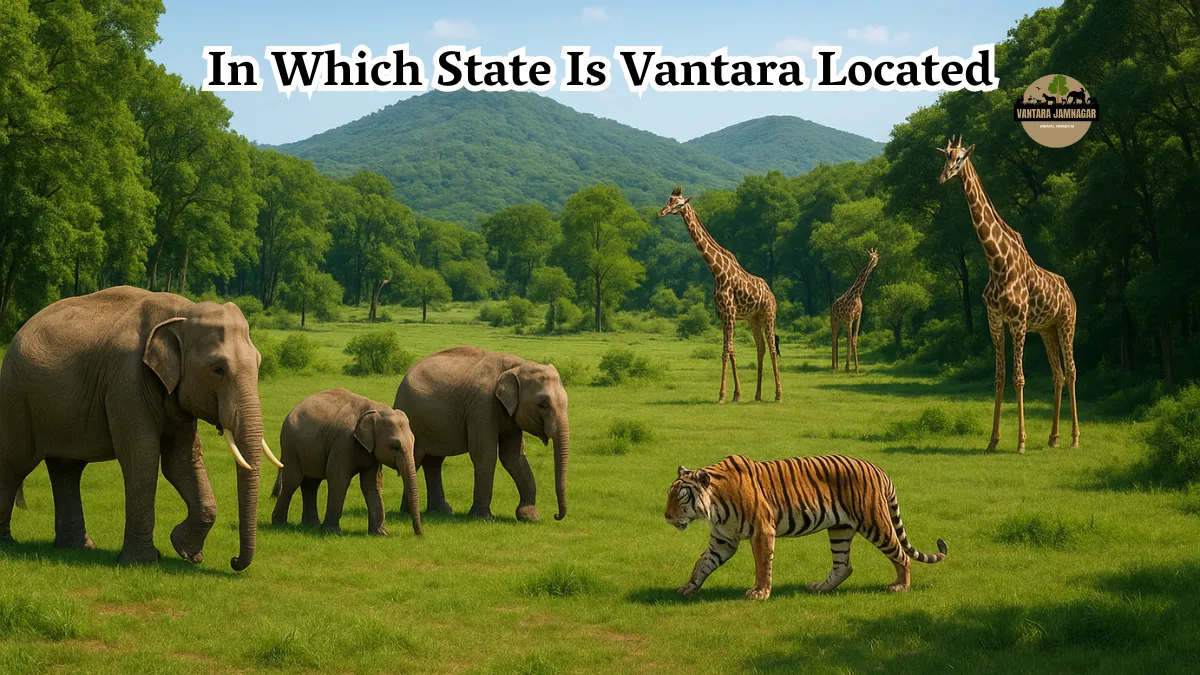In Which State Is Vantara Located