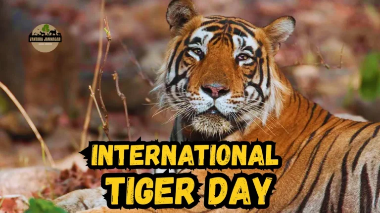 International Tiger Day