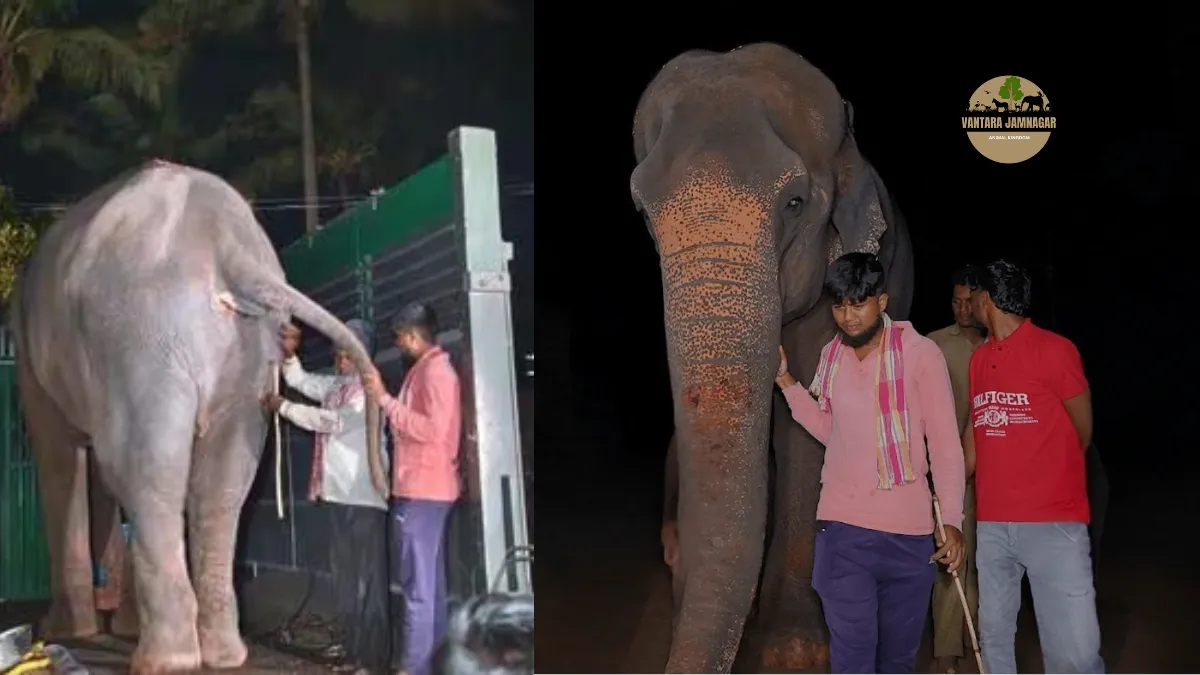 वंतारा