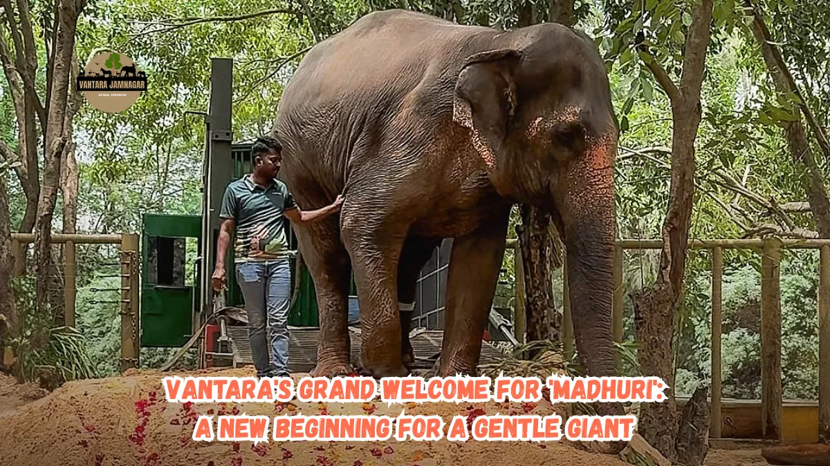Vantara's Grand Welcome For 'Madhuri