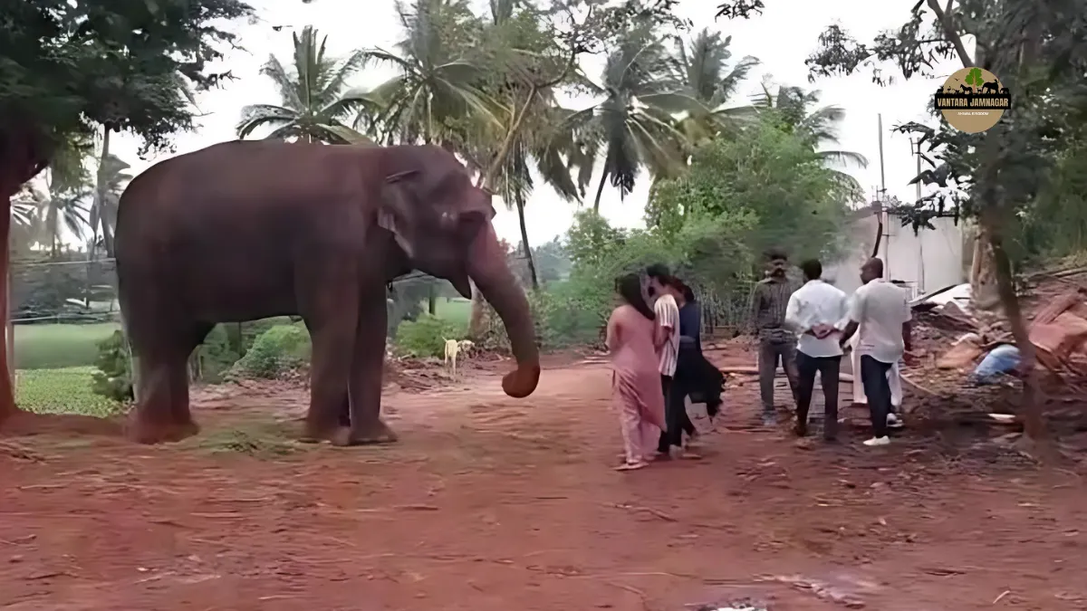 Mahadevi-Madhuri Elephant