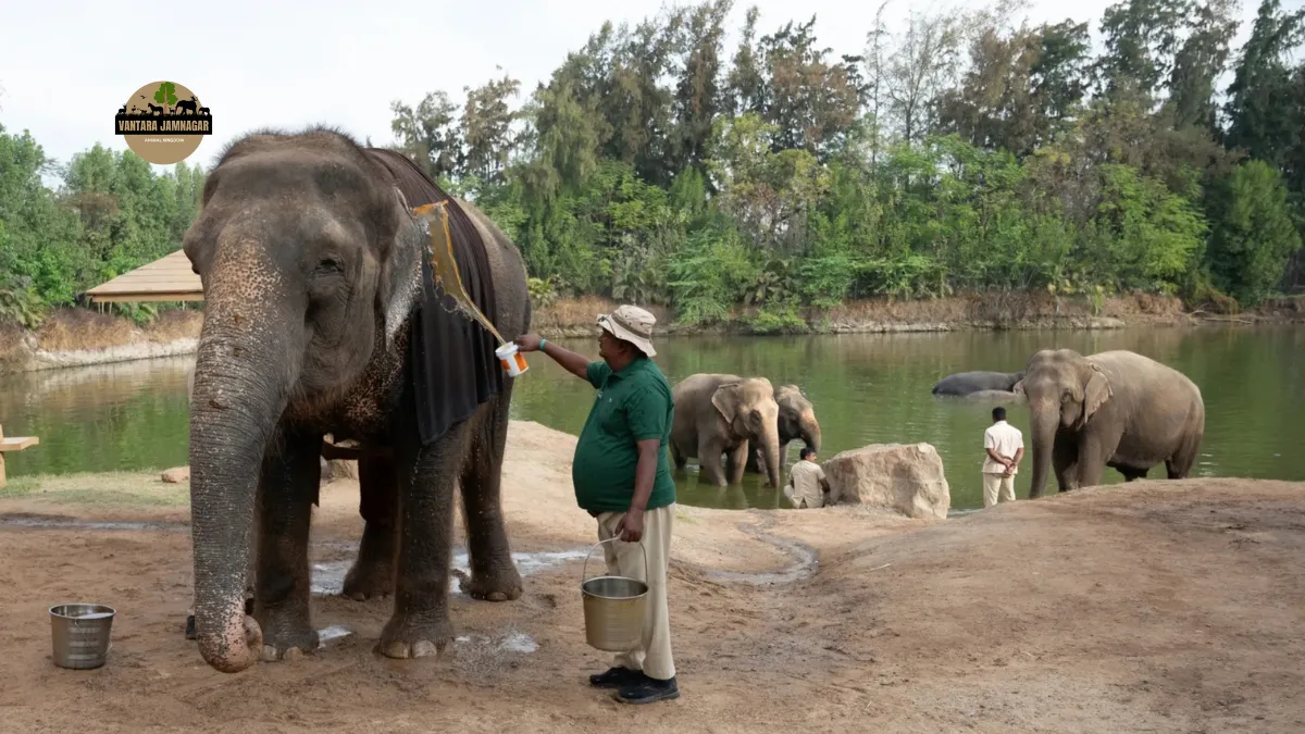 What Animals Are in the Vantara Ambani
