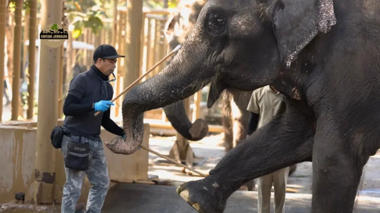 Vantara Wildlife Rehabilitation