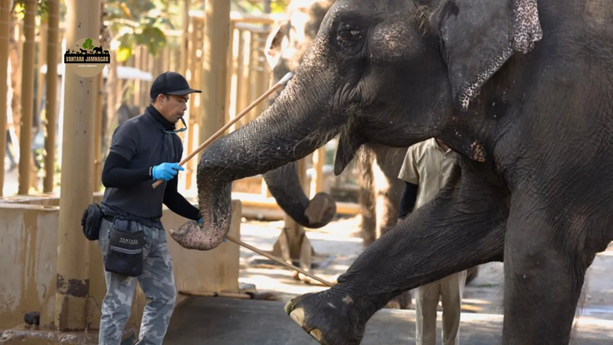 Vantara Wildlife Rehabilitation